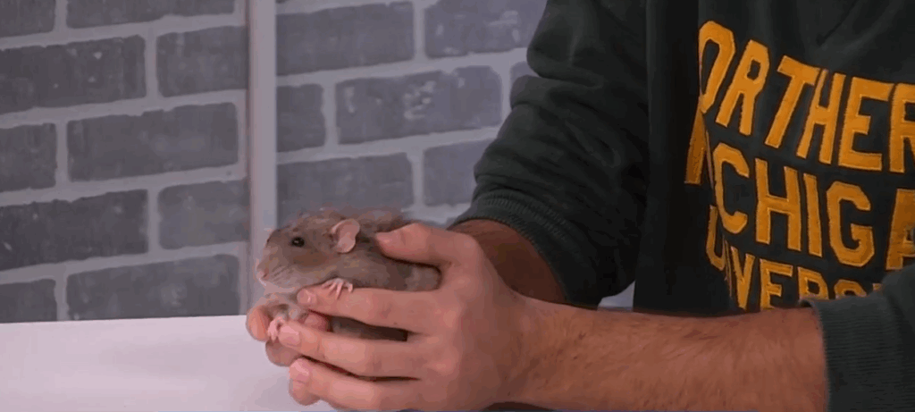 Creature Feature: rat