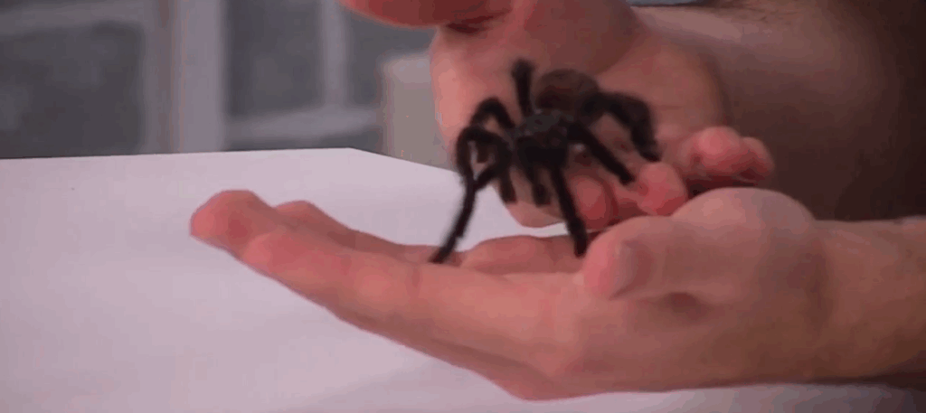 Creature Feature: pinktoe tarantula