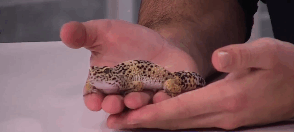 Creature Feature: leopard gecko
