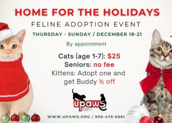 UPAWS Home for the Holidays Feline Adoption event