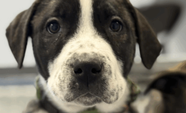 When police arrived at the home of 31-year-old Kyle Beauchemin after reports of domestic abuse and the conclusion of a standoff, police discovered nearly 30 dogs on the property, at which point the dogs were given over to the care of UPAWS for safekeeping.