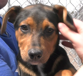 It's called Raise the Woof, a comedy tour that travels the area, raising money for local animal shelters.