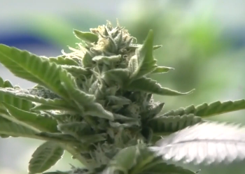 The state of Michigan is counting on a robust cannabis industry to fix our roads, taxing weed sales at a rate of 40%