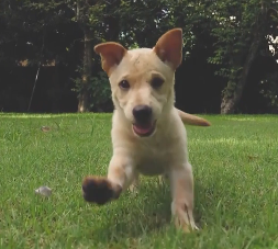 Now the UPAWS animal shelter is asking the community to help recognize extraordinary pets and selfless people through the 2026 UPAWS Awards.