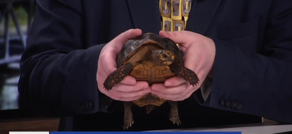 Creature Feature: red-footed tortoise