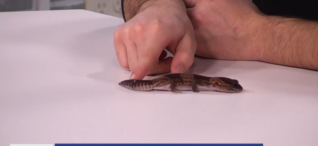 Creature Feature: African fat-tailed gecko