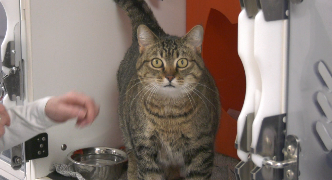 Upaws is celebrating what they are calling Saint Catty's Day, with special promotions, give-aways, and the opportunity to bring home a lovable feline friend.