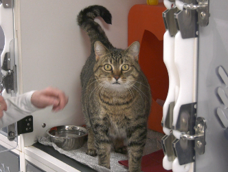 Upaws is celebrating what they are calling Saint Catty's Day, with special promotions, give-aways, and the opportunity to bring home a lovable feline friend.