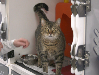 Upaws is celebrating what they are calling Saint Catty's Day, with special promotions, give-aways, and the opportunity to bring home a lovable feline friend.