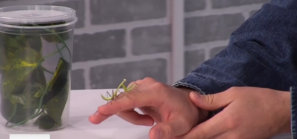Creature Feature: praying mantis