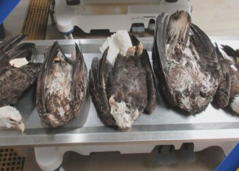 Courtesy: Michigan DNR