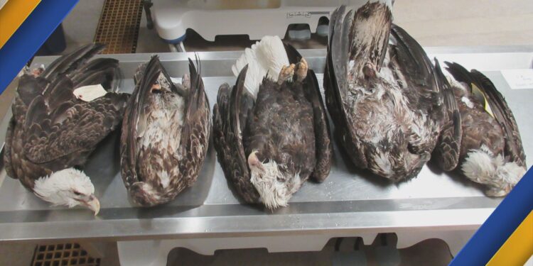 Courtesy: Michigan DNR