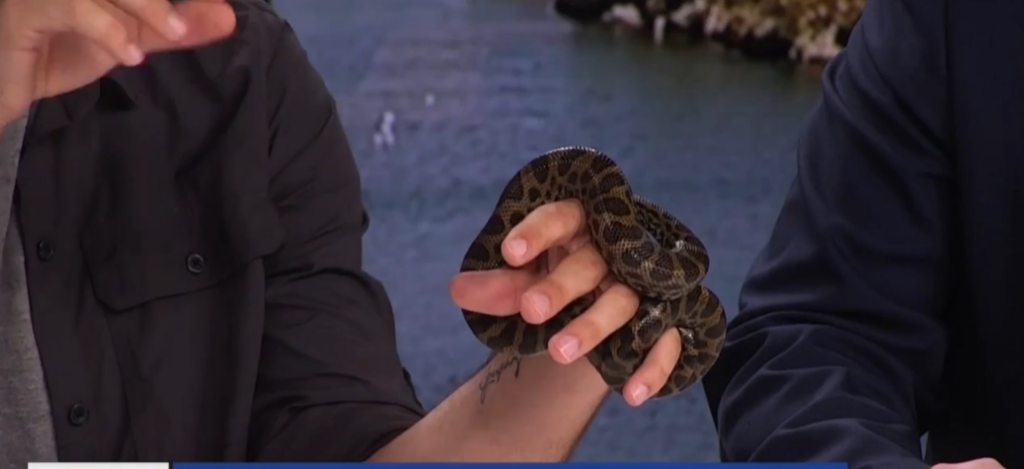 Creature Feature: yellow anaconda, Easton talks about his trip to Africa