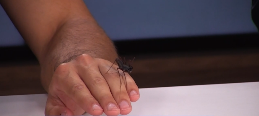Creature Feature: tailless whip scorpion
