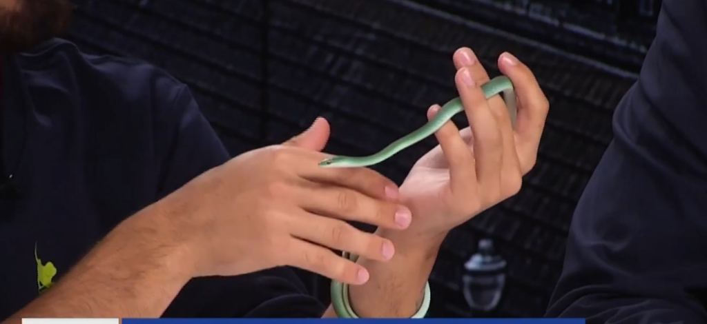 Creature Feature: rough green snake