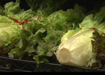 Is lettuce safe to eat?