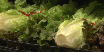 Is lettuce safe to eat?