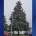 Iron Mountain spruce to become State of Michigan’s 40th Christmas tree