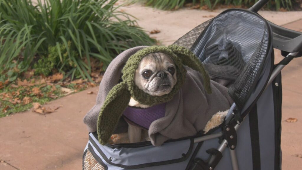 Strut Your Mutt returns Saturday for 21st annual event
