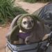 Strut Your Mutt returns Saturday for 21st annual event