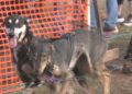 10th annual UP200 Dryland Dash kicks off sled dog season