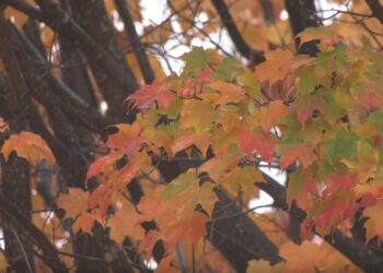 Peak fall color season dwindling into second half of October