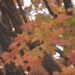 Peak fall color season dwindling into second half of October
