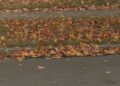 Escanaba Public Works begins fall leaf collection, asks residents to ‘Shake Your Mailbox’