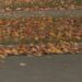 Escanaba Public Works begins fall leaf collection, asks residents to ‘Shake Your Mailbox’