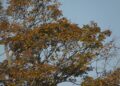 Escanaba’s new Tree Advisory Board holds inaugural meeting
