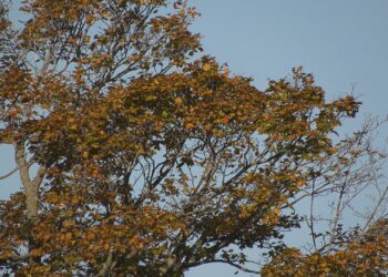 Escanaba’s new Tree Advisory Board holds inaugural meeting