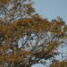 Escanaba’s new Tree Advisory Board holds inaugural meeting