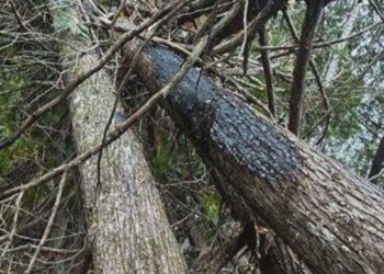 Officials confirm lightning strike as cause of two Upper Peninsula wildfires