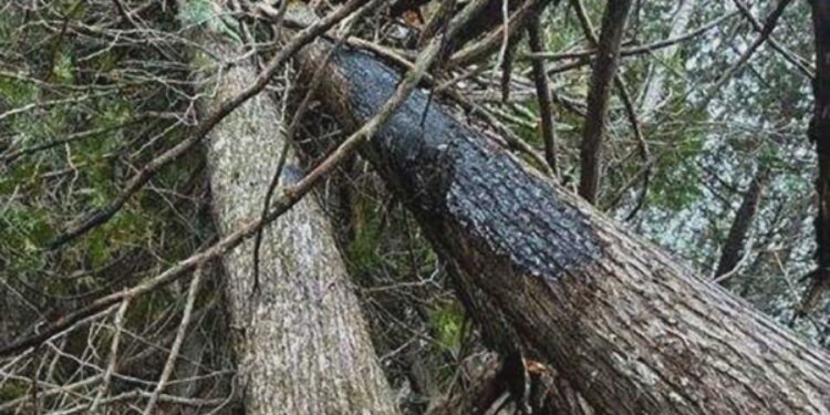 Courtesy of Michigan DNR